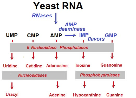 Nuclease P1